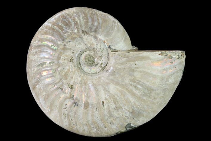 Silver Iridescent Ammonite (Cleoniceras) Fossil - Madagascar #157157